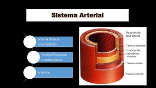 Sistema Arterial
Arterias Elásticas
o Conductoras
Arterias Musculares
o Distribuidoras
Arteriolas
 
