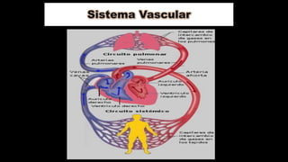 Sistema Vascular
 