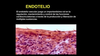 ENDOTELIO
El endotelio vascular juega un importantísimo rol en la
regulación, mantenimiento y control de las funciones
cardiocirculatorias a través de la producción y liberación de
múltiples sustancias.
 