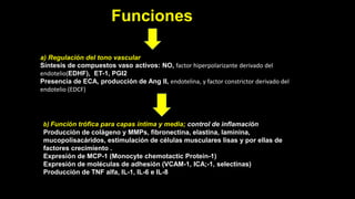 Funciones
a) Regulación del tono vascular
Síntesis de compuestos vaso activos: NO, factor hiperpolarizante derivado del
endotelio(EDHF), ET-1, PGI2
Presencia de ECA, producción de Ang II, endotelina, y factor constrictor derivado del
endotelio (EDCF)
b) Función trófica para capas íntima y media; control de inflamación
Producción de colágeno y MMPs, fibronectina, elastina, laminina,
mucopolisacáridos, estimulación de células musculares lisas y por ellas de
factores crecimiento .
Expresión de MCP-1 (Monocyte chemotactic Protein-1)
Expresión de moléculas de adhesión (VCAM-1, ICA;-1, selectinas)
Producción de TNF alfa, IL-1, IL-6 e IL-8
 