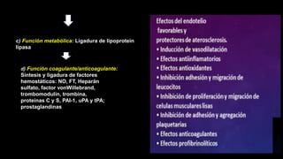 c) Función metabólica: Ligadura de lipoprotein
lipasa
d) Función coagulante/anticoagulante:
Síntesis y ligadura de factores
hemostáticos: NO, FT, Heparán
sulfato, factor vonWillebrand,
trombomodulín, trombina,
proteínas C y S, PAI-1, uPA y tPA;
prostaglandinas
 