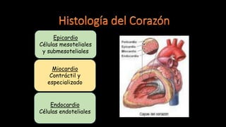 Epicardio
Células mesoteliales
y submesoteliales
Miocardio
Contráctil y
especializado
Endocardio
Células endoteliales
 