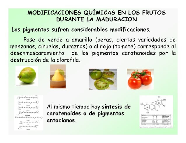 Clase+teorica frutas+y+hortalizas-2015