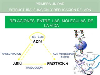 ADN
ARN PROTEINA
TRANSCRIPCION ADN monocatenario
(in vitro)
TRADUCCION
SINTESIS
PRIMERA UNIDAD
ESTRUCTURA, FUNCION Y REPLICACION DEL ADN
 