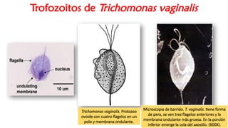 Clase Teórica N° 07_Parasitología Farmacéutica.pptx