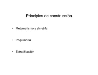 Principios de construcción
• Metamerismo y simetría
• Paquimería
• Estratificación