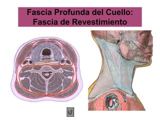 Fascia Profunda del Cuello:
Fascia de Revestimiento