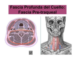 Fascia Profunda del Cuello:
Fascia Pre-traqueal