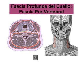 Fascia Profunda del Cuello:
Fascia Pre-Vertebral