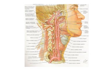 Carótida
Externa.
Origen
Trayecto.