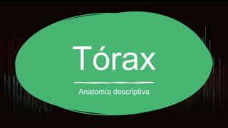 Tórax
Anatomía descriptiva
 