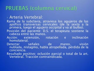    Arteria Vertebral:
Rama de la subclavia, atraviesa los agujeros de las
 apófisis transversas cervicales (de la sexta a la
 primera, luego el agujero occipital y va al bulbo).
Posición del paciente: D.S. el terapeuta sostiene la
 cabeza entre las manos.
Acción:    extensión,    rotación     e     inclinación
 homolateral.
Detectar      señales      de      mareo,         visión
 nublada, nistagmo, habla atropellada, pérdida de la
 conciencia.
Resultado positivo: oclusión parcial o total de la art.
 Vertebral. Tracción contraindicada.
 