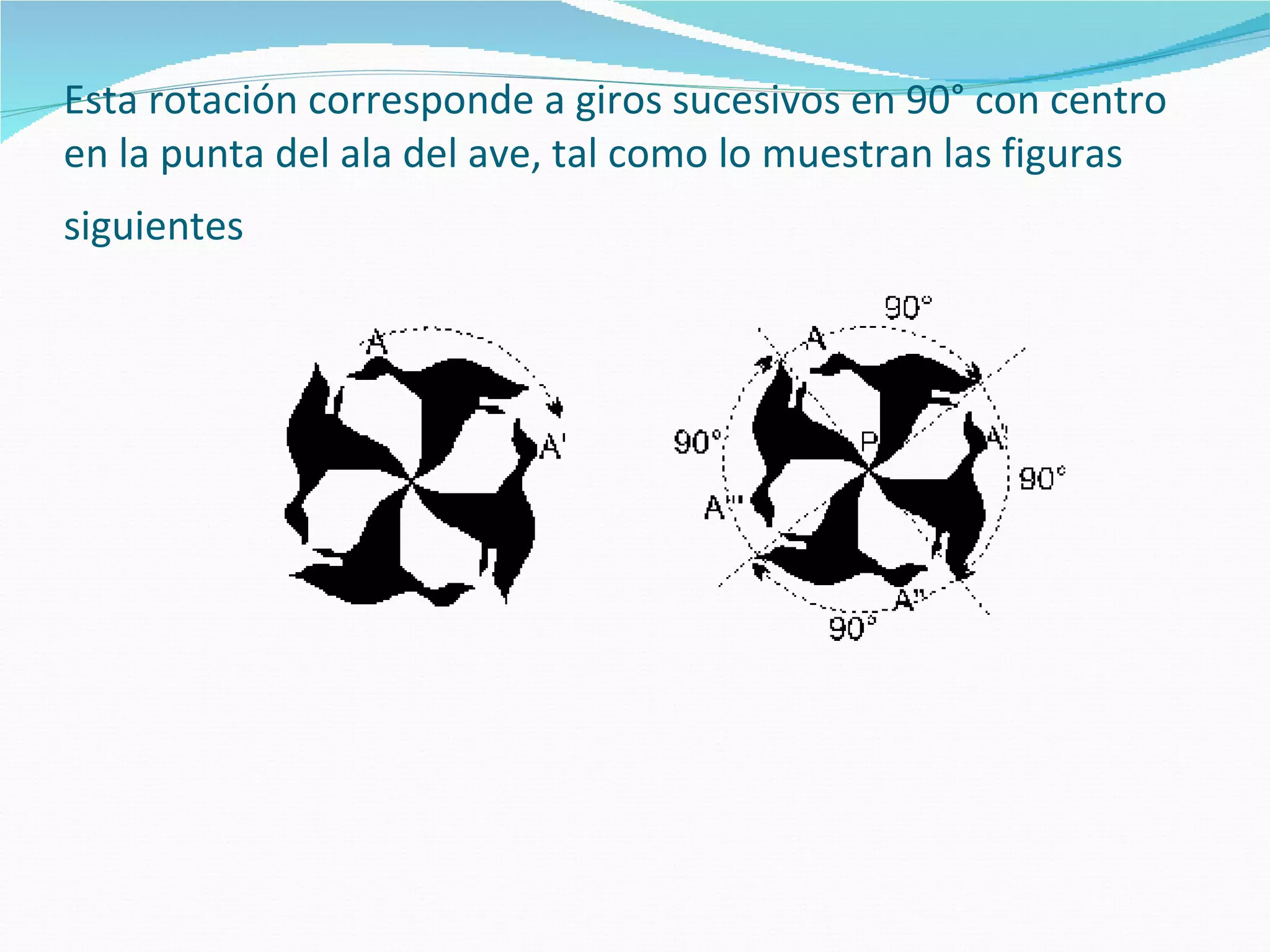 Esta rotación corresponde a giros sucesivos en 90° con centro en la punta del ala del ave, tal como lo muestran las figuras siguientes   
