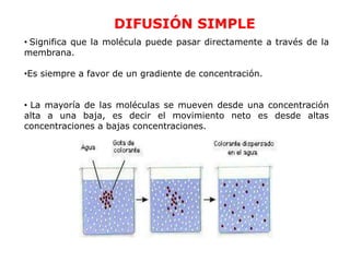 DIFUSIÓN SIMPLE
• Significa que la molécula puede pasar directamente a través de la
membrana.

•Es siempre a favor de un gradiente de concentración.


• La mayoría de las moléculas se mueven desde una concentración
alta a una baja, es decir el movimiento neto es desde altas
concentraciones a bajas concentraciones.
 