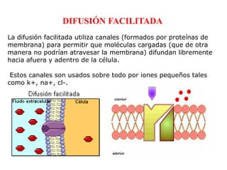 DIFUSIÓN FACILITADA
La difusión facilitada utiliza canales (formados por proteínas de
membrana) para permitir que moléculas cargadas (que de otra
manera no podrían atravesar la membrana) difundan libremente
hacia afuera y adentro de la célula.

 Estos canales son usados sobre todo por iones pequeños tales
como k+, na+, cl-.
 