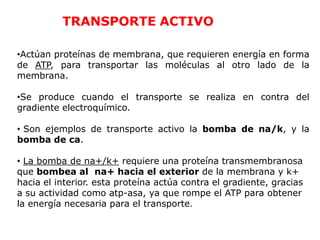 TRANSPORTE ACTIVO

•Actúan proteínas de membrana, que requieren energía en forma
de ATP, para transportar las moléculas al otro lado de la
membrana.

•Se produce cuando el transporte se realiza en contra del
gradiente electroquímico.

• Son ejemplos de transporte activo la bomba de na/k, y la
bomba de ca.

• La bomba de na+/k+ requiere una proteína transmembranosa
que bombea al na+ hacia el exterior de la membrana y k+
hacia el interior. esta proteína actúa contra el gradiente, gracias
a su actividad como atp-asa, ya que rompe el ATP para obtener
la energía necesaria para el transporte.
 