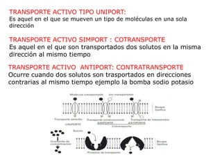 TRANSPORTE ACTIVO TIPO UNIPORT:
Es aquel en el que se mueven un tipo de moléculas en una sola
dirección

TRANSPORTE ACTIVO SIMPORT : COTRANSPORTE
Es aquel en el que son transportados dos solutos en la misma
dirección al mismo tiempo

TRANSPORTE ACTIVO ANTIPORT: CONTRATRANSPORTE
Ocurre cuando dos solutos son trasportados en direcciones
contrarias al mismo tiempo ejemplo la bomba sodio potasio
 
