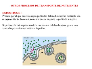 OTROS PROCESOS DE TRANSPORTE DE NUTRIENTES

ENDOCITOSIS :
Proceso por el que la célula capta partículas del medio externo mediante una
invaginación de la membrana en la que se engloba la partícula a ingerir.

Se produce la estrangulación de la membrana celular dando origen a una
vesícula que encierra el material ingerido.
 
