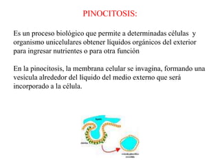 PINOCITOSIS:

Es un proceso biológico que permite a determinadas células y
organismo unicelulares obtener líquidos orgánicos del exterior
para ingresar nutrientes o para otra función

En la pinocitosis, la membrana celular se invagina, formando una
vesícula alrededor del líquido del medio externo que será
incorporado a la célula.
 