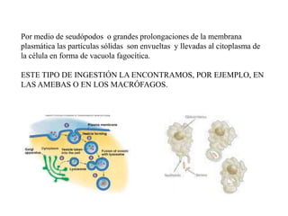 Por medio de seudópodos o grandes prolongaciones de la membrana
plasmática las partículas sólidas son envueltas y llevadas al citoplasma de
la célula en forma de vacuola fagocítica.

ESTE TIPO DE INGESTIÓN LA ENCONTRAMOS, POR EJEMPLO, EN
LAS AMEBAS O EN LOS MACRÓFAGOS.
 