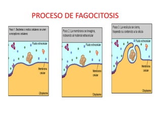 PROCESO DE FAGOCITOSIS
 