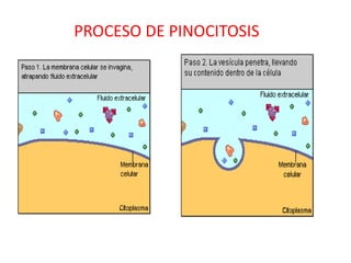 PROCESO DE PINOCITOSIS
 