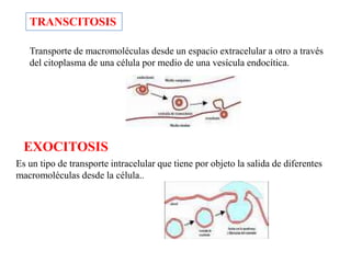 TRANSCITOSIS

   Transporte de macromoléculas desde un espacio extracelular a otro a través
   del citoplasma de una célula por medio de una vesícula endocítica.




  EXOCITOSIS
Es un tipo de transporte intracelular que tiene por objeto la salida de diferentes
macromoléculas desde la célula..
 