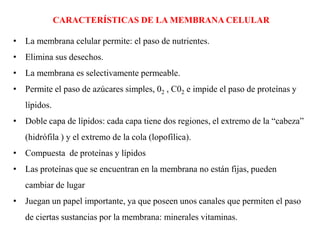 CARACTERÍSTICAS DE LA MEMBRANA CELULAR

• La membrana celular permite: el paso de nutrientes.
• Elimina sus desechos.
• La membrana es selectivamente permeable.
• Permite el paso de azúcares simples, 02 , C02 e impide el paso de proteínas y
   lípidos.
• Doble capa de lípidos: cada capa tiene dos regiones, el extremo de la “cabeza”
   (hidrófila ) y el extremo de la cola (lopofílica).
• Compuesta de proteínas y lípidos
• Las proteínas que se encuentran en la membrana no están fijas, pueden
   cambiar de lugar
• Juegan un papel importante, ya que poseen unos canales que permiten el paso
   de ciertas sustancias por la membrana: minerales vitaminas.
 