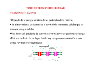 TIPOS DE TRANSPORTE CELULAR

TRANSPORTE PASIVO

•Depende de la energía cinética de las partículas de la materia.
• Es el movimiento de sustancias a través de la membrana celular que no
requiere energía celular.
•Va a favor del gradiente de concentración o a favor de gradiente de carga
eléctrica, es decir, de un lugar donde hay una gran concentración a uno
donde hay menor concentración
 