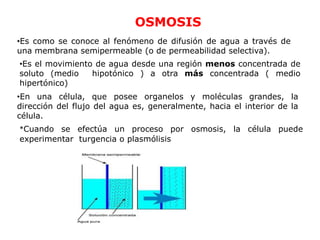 OSMOSIS
•Es como se conoce al fenómeno de difusión de agua a través de
una membrana semipermeable (o de permeabilidad selectiva).
•Es el movimiento de agua desde una región menos concentrada de
soluto (medio    hipotónico ) a otra más concentrada ( medio
hipertónico)
•En una célula, que posee organelos y moléculas grandes, la
dirección del flujo del agua es, generalmente, hacia el interior de la
célula.
*Cuando se efectúa un proceso por osmosis, la célula puede
experimentar turgencia o plasmólisis
 