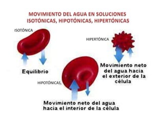 ISOTÓNICA

                           HIPERTÓNICA




            HIPOTÓNICAS,
 