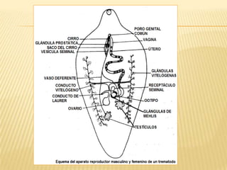 El sistema nervioso	Está formado por un anillo periesofágico del cual se originan una serie de fibras y ganglios que se distribuyen por todo el cuerpo. Este sistema sensorial está presente en los adultos. 
