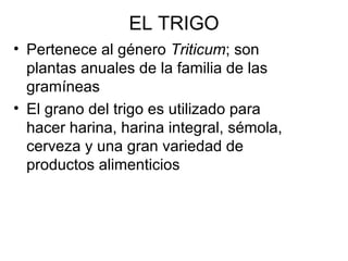 EL TRIGO
• Pertenece al género Triticum; son
plantas anuales de la familia de las
gramíneas
• El grano del trigo es utilizado para
hacer harina, harina integral, sémola,
cerveza y una gran variedad de
productos alimenticios
 