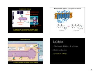 PIGMENTO VISUAL                             Rhodopsina, la proteina que captura los fotones

                           DISCO MEBRANOSO
                       MEMBRANA CELULAR




        PIGMENTO
          VISUAL
                                            RETINAL
                                    OPSINA

La absorción de un fotón por el pigmento visual
desencadena una cascada bioquímica (GMPc)




            Fototransducción
                                                      La Vision
                                                      1. Morfología del Ojo y de la Retina

                                                      2. Fototransducción

                                                      3. Visión de colores



El GMPc mantiene los canales ionicos abiertos




                                                                                                          25
 