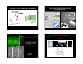 Registros de corrientes intracelulares en células aisladas               Patch clamp de neuronas olfatorias disociadas
                                                                                   estimuladas con olores

                                                                                      0.01 mm




                                                              Pipeta
                                                             de vidrio



                                                                                Célula disociada


Odorantes




                                                                             Técnicas de Visualisación (Imaging):
                        control    Tecnicas de marcación:        - El Calcio que entra por los canales se puede visualizar en
                                                                                          tiempo real


                                                                                                Estimulación con olor
                                  - Anticuerpos revelan la
                                  presencia de proteinas
                                  específicas




                                     c = cilios
                                     d = dendritas
                                     s = somata




                                                                                                                                5
 