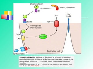 Action of cholera toxin. See below for description. A, B (cholera toxin subunits);
GM1 (GM1 ganglioside receptor); Gsα (G protein); AC (adenylate cyclase); Gi (G
protein); cAMP (cyclic AMP); CFTR (cystic fibrosis transmembrane conductance
).regulator
Reprinted from Trends Pharmacol Sci. 26, J. R. Thiagarajah and A. S. Verkman, New Drug Targets for Cholera
Toxin, PP. 172-5, 2005, PMID: 15808339
 