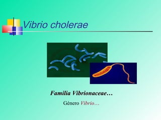 Vibrio cholerae




      Familia Vibrionaceae…
          Género Vibrio…
 