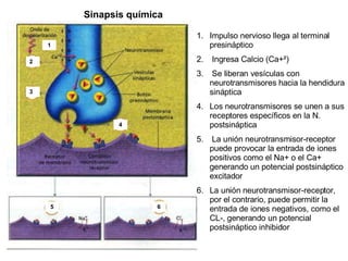 Sinapsis química Impulso nervioso llega al terminal presináptico Ingresa Calcio (Ca+ ² ) Se liberan vesículas con neurotransmisores hacia la hendidura sináptica Los neurotransmisores se unen a sus receptores específicos en la N. postsináptica  La unión neurotransmisor-receptor puede provocar la entrada de iones positivos como el Na+ o el Ca+ generando un potencial postsináptico excitador La unión neurotransmisor-receptor, por el contrario, puede permitir la entrada de iones negativos, como el CL-, generando un potencial postsináptico inhibidor 2 3 4 1 5 6 