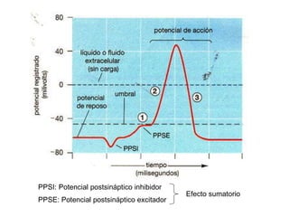 PPSI: Potencial postsináptico inhibidor PPSE: Potencial postsináptico excitador  Efecto sumatorio 