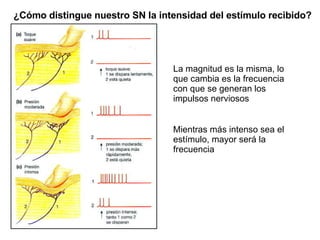 ¿Cómo distingue nuestro SN la intensidad del estímulo recibido? La magnitud es la misma, lo que cambia es la frecuencia con que se generan los impulsos nerviosos Mientras más intenso sea el estímulo, mayor será la frecuencia 
