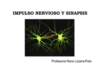 Profesora Nora Lizana Pais IMPULSO NERVIOSO Y SINAPSIS 