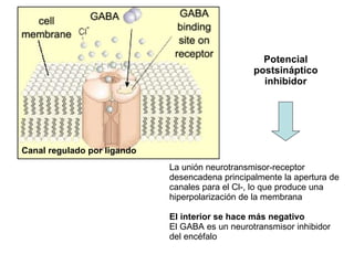 Potencial postsináptico inhibidor La unión neurotransmisor-receptor desencadena principalmente la apertura de canales para...