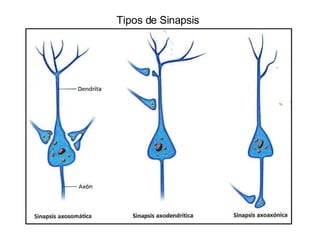 Tipos de Sinapsis 