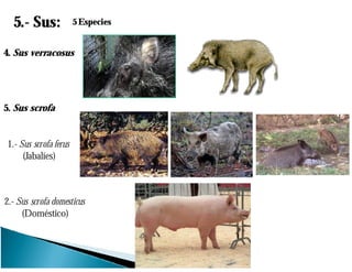 1.- Sus scrofa ferus
(Jabalíes)
5.- Sus: 5 Especies
4. Sus verracosus
5. Sus scrofa
2.- Sus scrofa domesticus
(Doméstico)
 