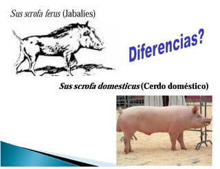 Sus scrofa ferus (Jabalíes)
Sus scrofa domesticus (Cerdo doméstico)
 
