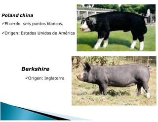 Poland china
El cerdo seis puntos blancos.
Origen: Estados Unidos de América
Berkshire
Origen: Inglaterra
 