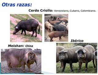 Otras razas:
Cerdo Criollo: Venezolano, Cubano, Colombiano.
Meishan: China
Ibérico
 
