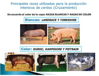 Principales razas utilizadas para la producción
intensiva de cerdos (Cruzamiento)
Blancas: LANDRACE Y YORKSHIRE
De acuerdo al color de la capa: RAZAS BLANCAS Y RAZAS DE COLOR
Color: DUROC, HAMPSHIRE Y PIETRAIN
 