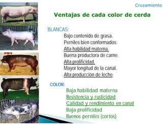 BLANCAS:
Bajo contenido de grasa.
Perniles bien conformados.
Alta habilidad materna.
Buena productora de carne.
Alta prolificidad.
Mayor longitud de la canal.
Alta producción de leche.
COLOR:
Baja habilidad materna
Resistencia y rusticidad
Calidad y rendimiento en canal
Baja prolificidad
Buenos perniles (cortos)
Cruzamiento
Ventajas de cada color de cerda
 