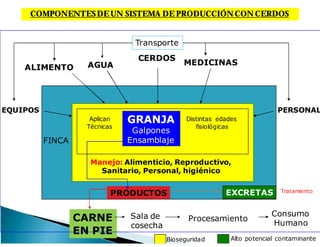 COMPONENTESDEUN SISTEMA DE PRODUCCIÓN CON CERDOS
CERDOS
GRANJA
Galpones
EnsamblajeFINCA
ALIMENTO
MEDICINAS
EQUIPOS
Aplican
Técnicas
PERSONAL
AGUA
Transporte
Bioseguridad
Manejo: Alimenticio, Reproductivo,
Sanitario, Personal, higiénico
Distintas edades
fisiológicas
PRODUCTOS EXCRETAS
CARNE
EN PIE
Sala de
cosecha
Procesamiento
Consumo
Humano
Alto potencial contaminante
Tratamiento
 